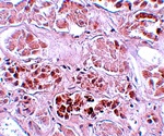 SCRN1 Antibody