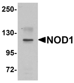 NOD1 Antibody