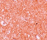 NALP10 Antibody