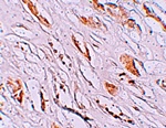 PEAR1 Antibody