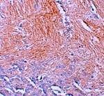 CXXC5 Antibody