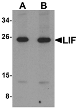 LIF Antibody