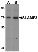 SLAMF3 Antibody