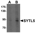 SYTL5 Antibody