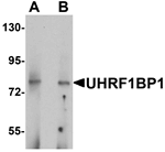 UHRF1BP1 Antibody