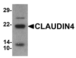 CLAUDIN4 Antibody