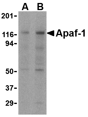 Apaf-1 Monoclonal Antibody