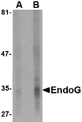 EndoG Monoclonal Antibody