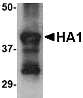 Hemagglutinin Monoclonal Antibody