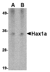 Hax1a Monoclonal Antibody