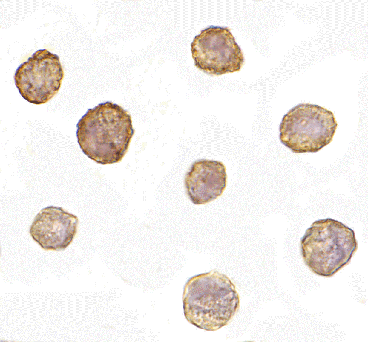 Bim Monoclonal Antibody