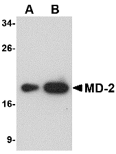 MD-2 Monoclonal Antibody