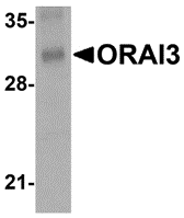 ORAI3 Monoclonal Antibody