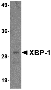 XBP-1 Monoclonal Antibody