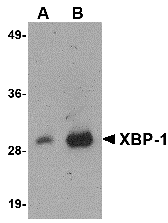 XBP-1 Monoclonal Antibody