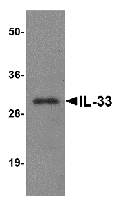 IL-33 Monoclonal Antibody