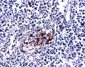 IL-33 Monoclonal Antibody