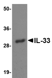 IL-33 Monoclonal Antibody