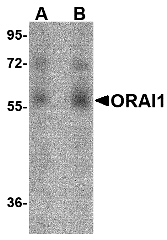 ORAI1 Monoclonal Antibody