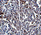 ORAI1 Monoclonal Antibody