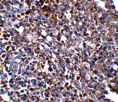 ORAI1 Monoclonal Antibody