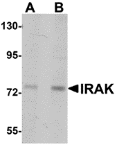 IRAK Monoclonal Antibody