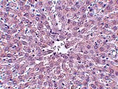 IRAK Monoclonal Antibody