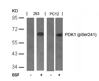 PDK1(Phospho-Ser241) Antibody