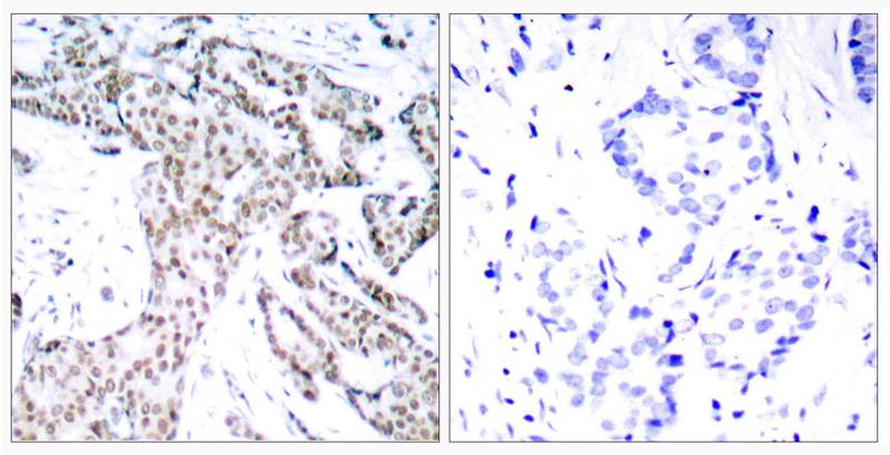 STAT3(Phospho-Ser727) Antibody