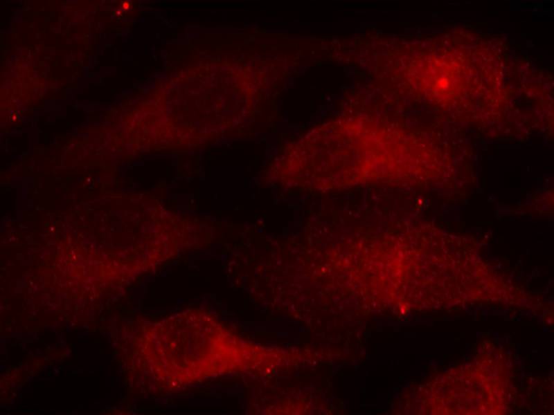 Caveolin-1(Phospho-Tyr14) Antibody