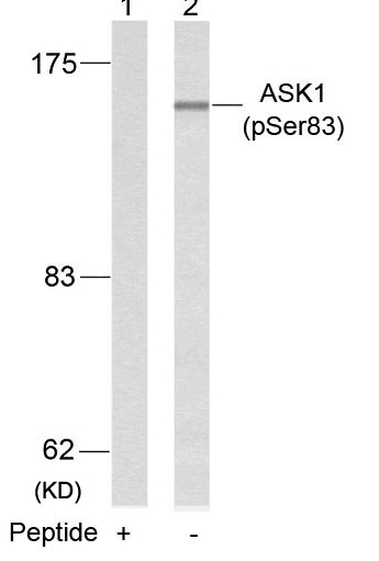 ASK1(Phospho-Ser83) Antibody