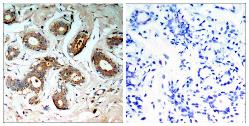 14-3-3z(Phospho-Ser58) Antibody