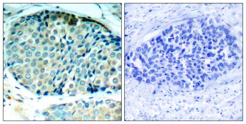 HSP27(Phospho-Ser78) Antibody