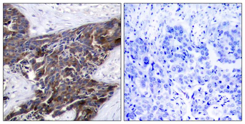 Connexin 43 (phospho-Ser368) Antibody