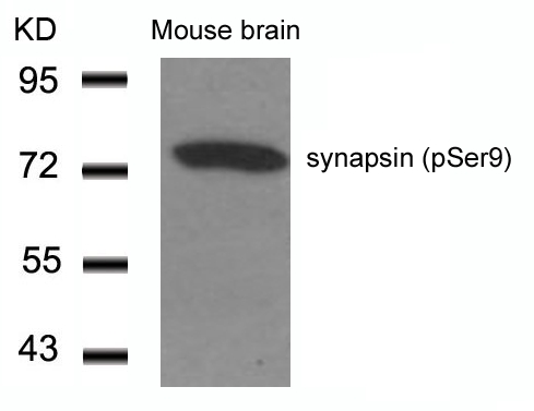 synapsin(Phospho-Ser9) Antibody