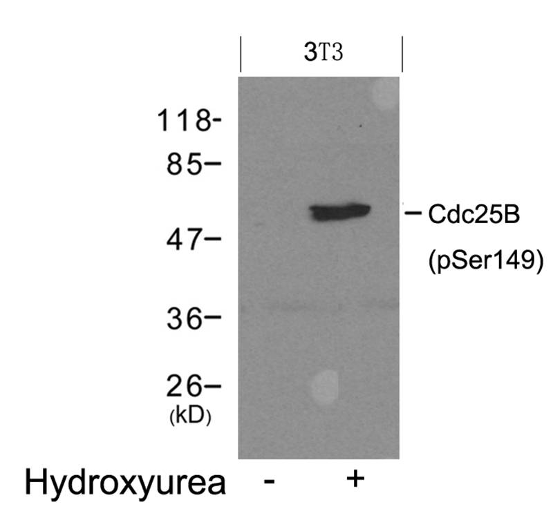 Cdc25B(Phospho-Ser149) Antibody