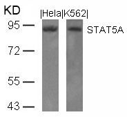 STAT5a(Ab-694) Antibody