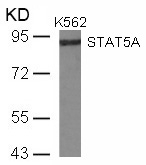 STAT5a(Ab-780) Antibody