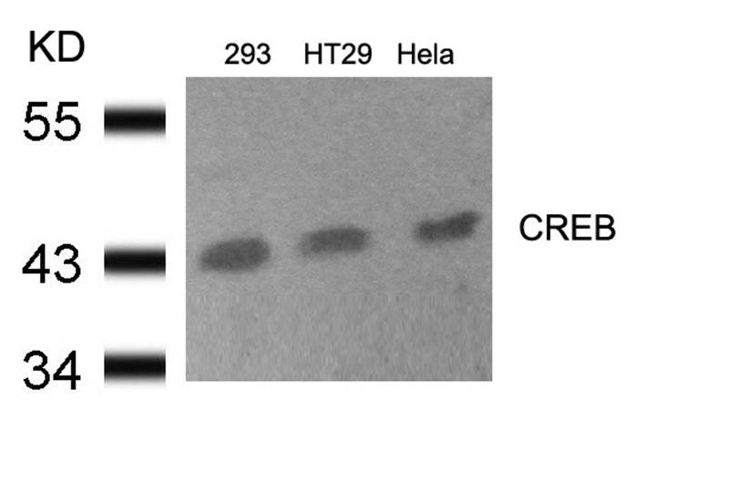 CREB(Ab-133) Antibody