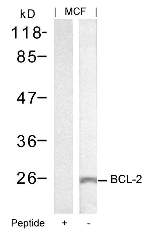 BCL-2(Ab-70) Antibody