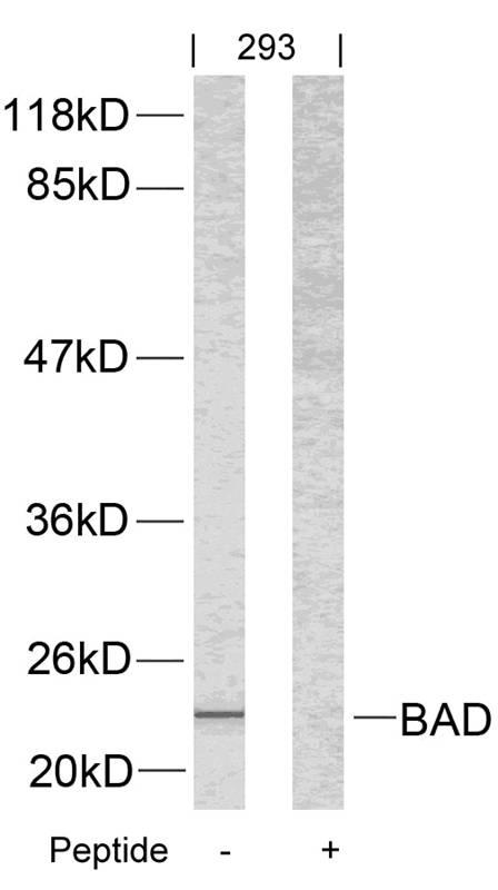 BAD(Ab-112) Antibody