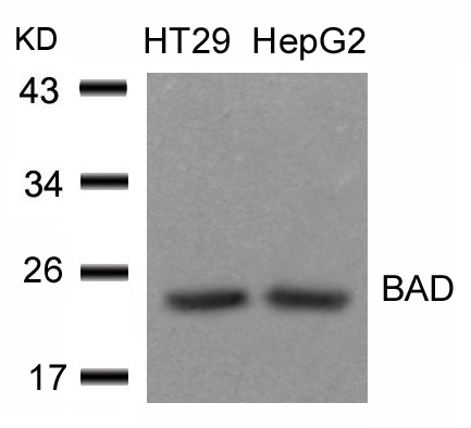 BAD(Ab-136) Antibody