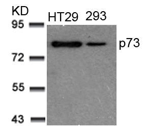 p73(Ab-99) Antibody