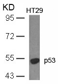 p53(Ab-18) Antibody