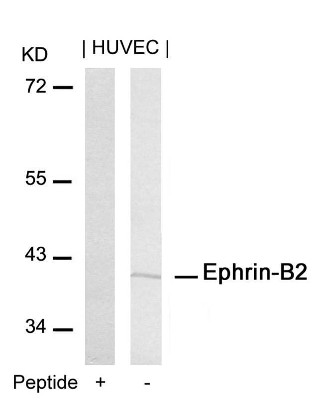 Ephrin-B2(Ab-316) Antibody