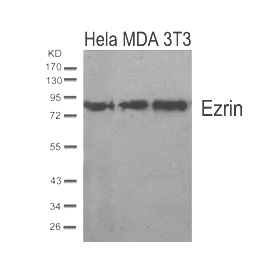 Ezrin(Ab-567) Antibody