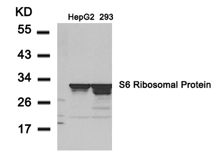 S6 Ribosomal Protein(Ab-235) Antibody