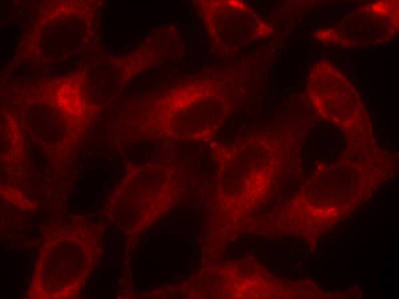 eIF4E(Ab-209) Antibody