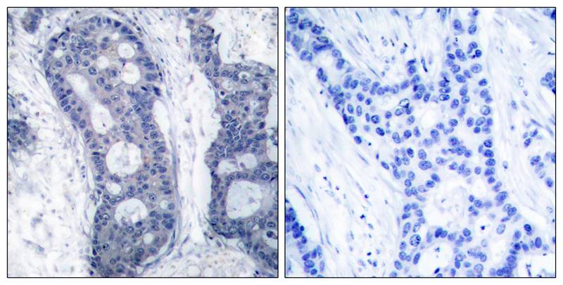 eIF4E(Ab-209) Antibody