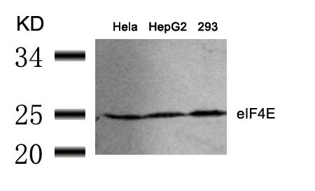 eIF4E(Ab-209) Antibody